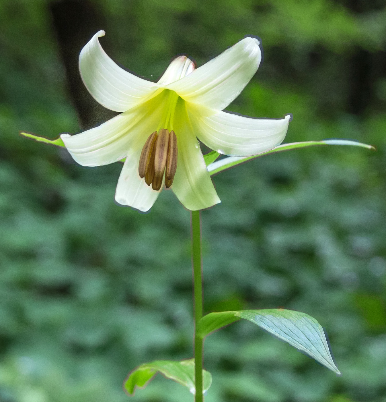 Image of Lilium monadelphum specimen.