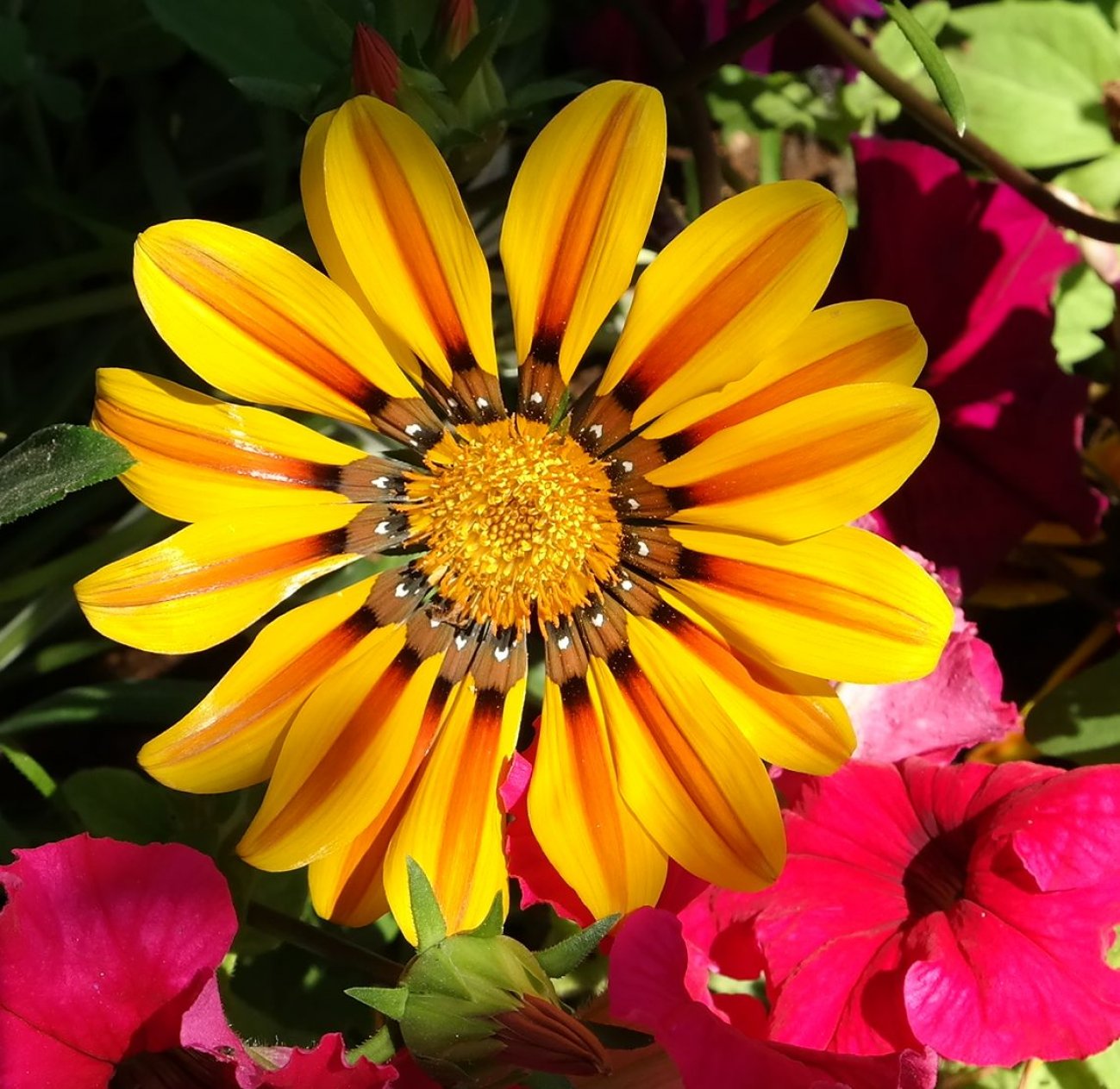 Image of Gazania &times; hybrida specimen.