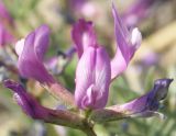 Astragalus karelinianus