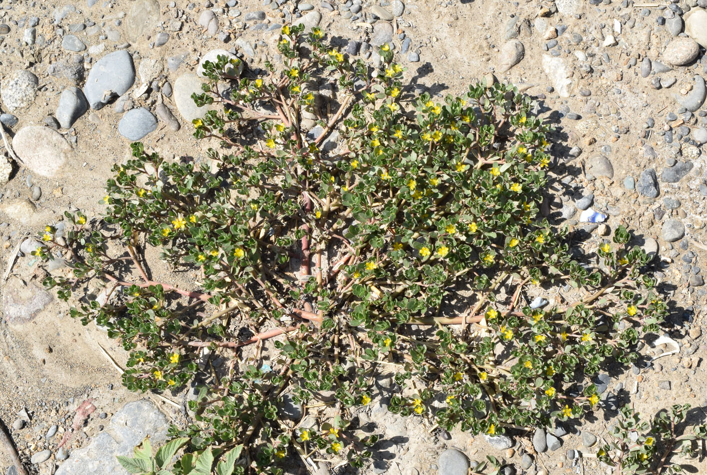 Image of Portulaca oleracea specimen.