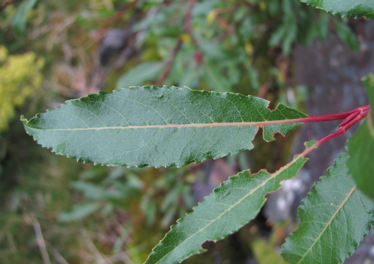 Image of Salix kazbekensis specimen.