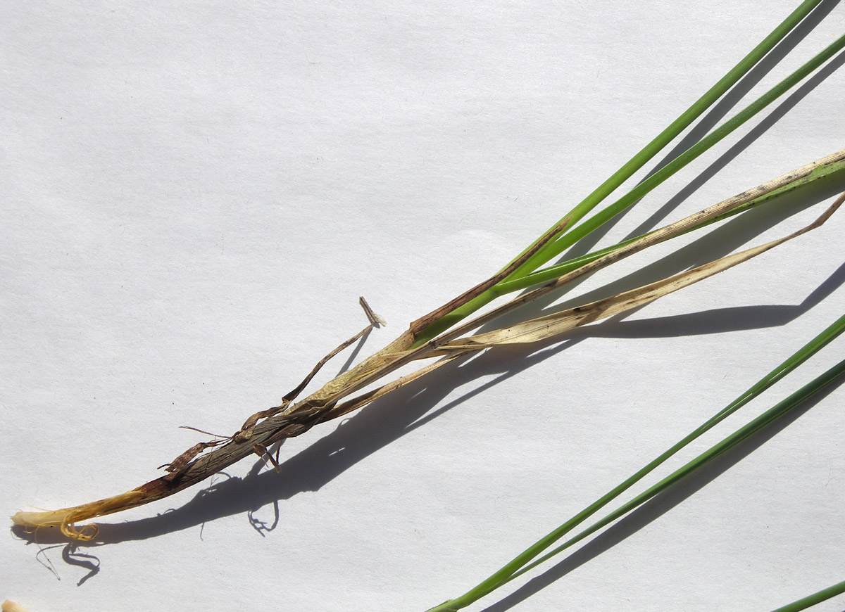 Image of Sesleria heufleriana specimen.