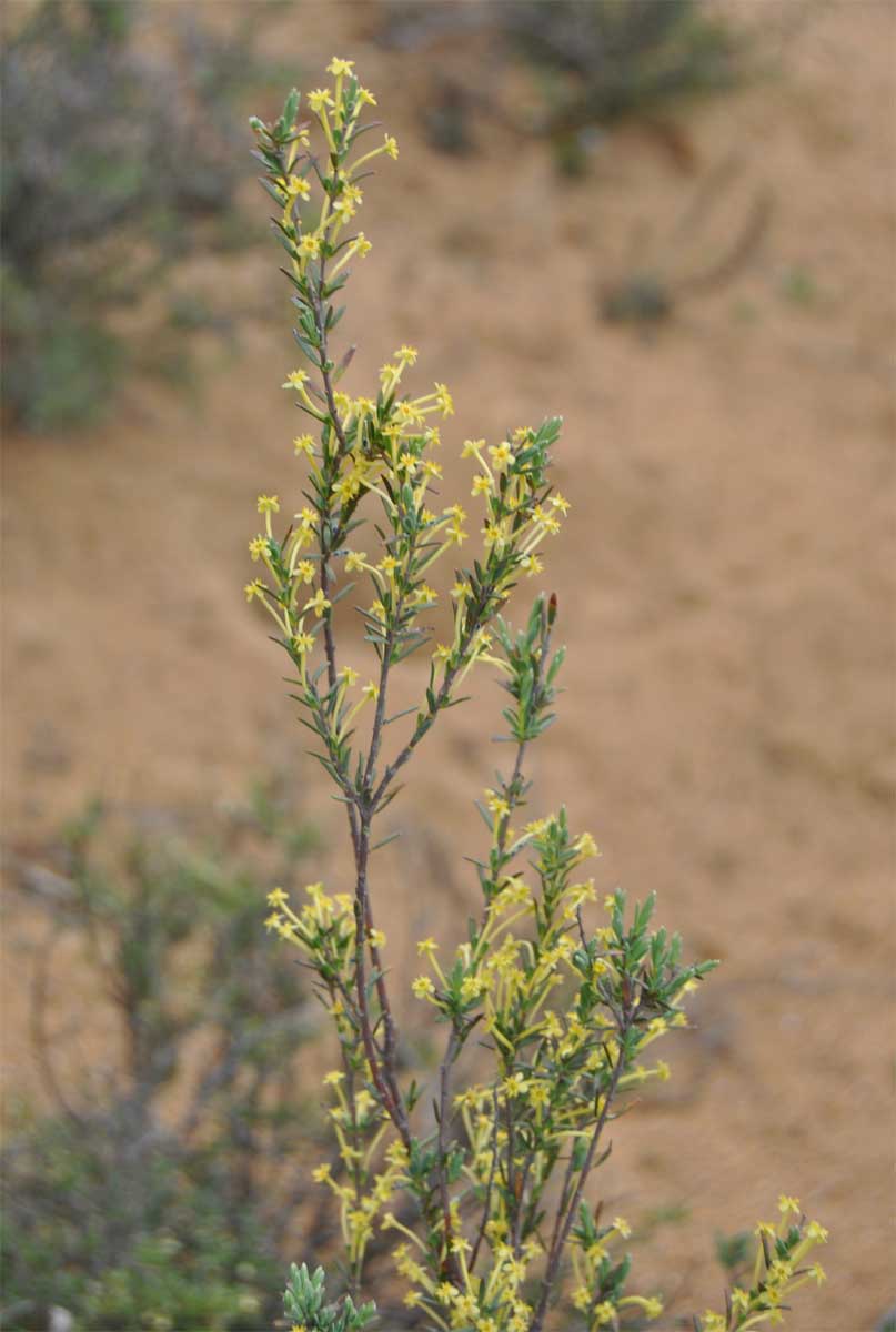 Image of Struthiola striata specimen.