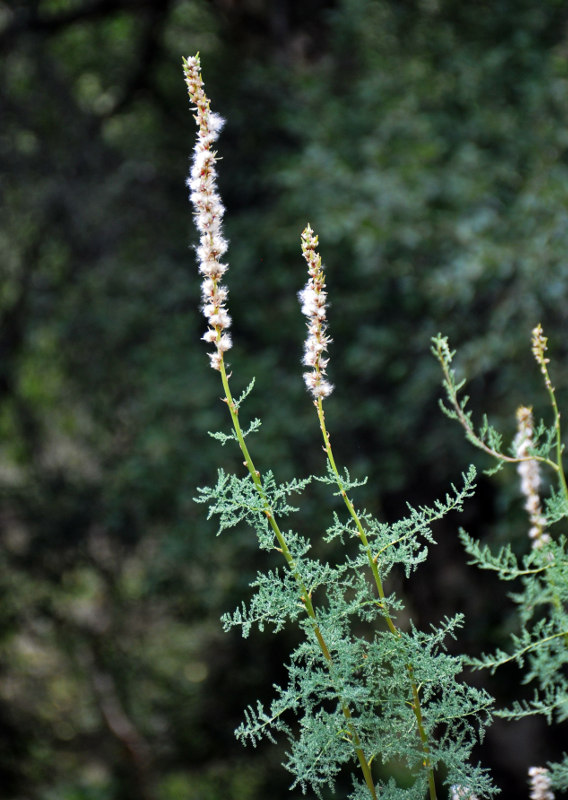 Image of Myricaria bracteata specimen.