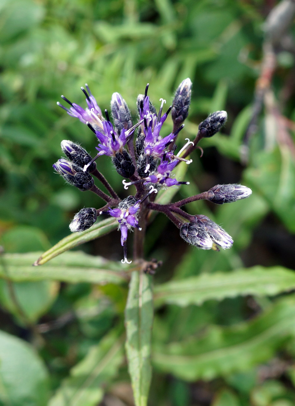 Image of Saussurea parviflora specimen.