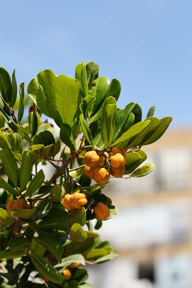 Image of Cupaniopsis anacardioides specimen.