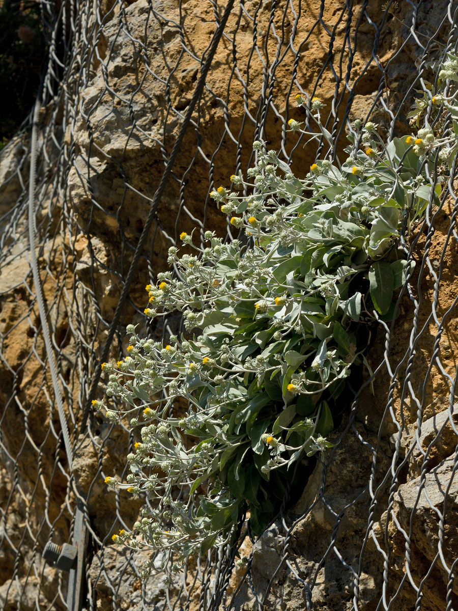 Image of Inula candida specimen.