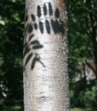Sorbus aucuparia. Часть ствола взрослого дерева. Восточный Казахстан, г. Усть-Каменогорск, парк Жастар, в культуре. 05.05.2017.