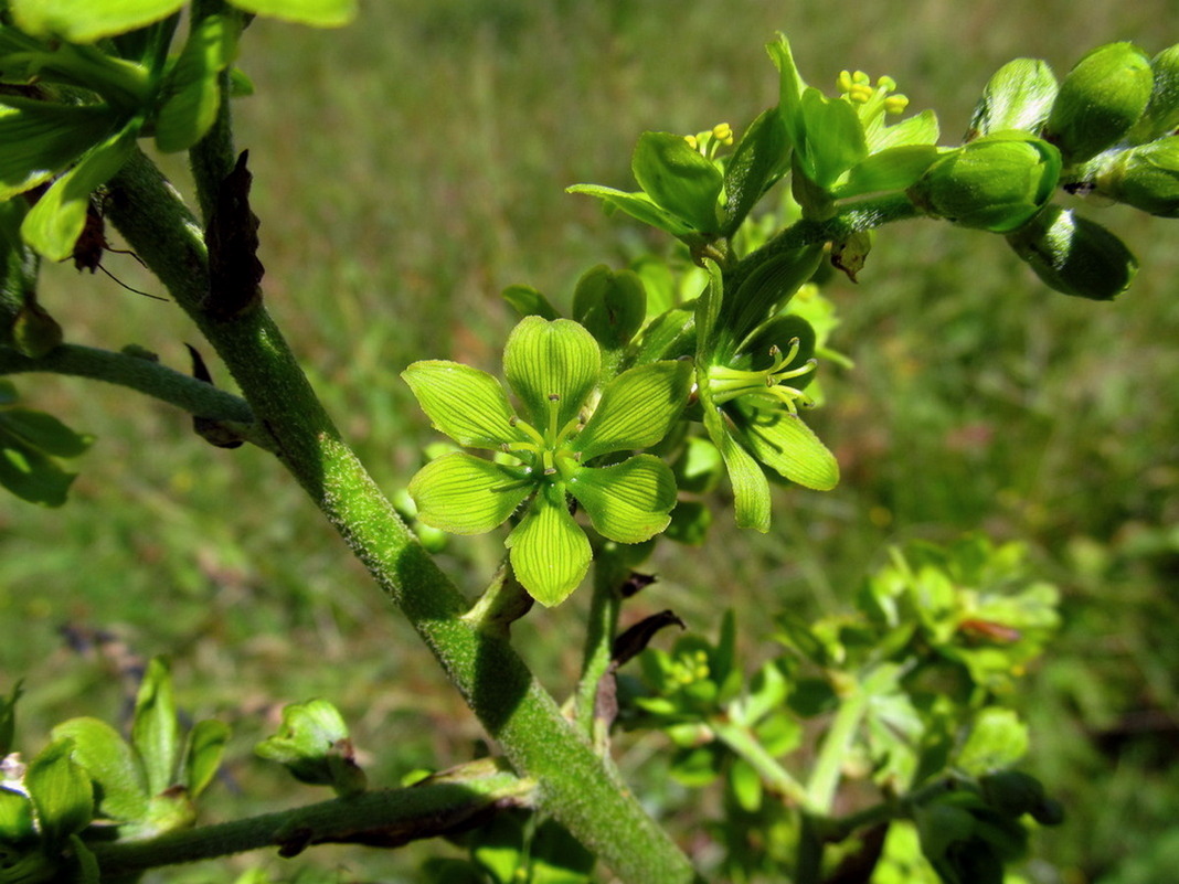 Image of Veratrum lobelianum specimen.