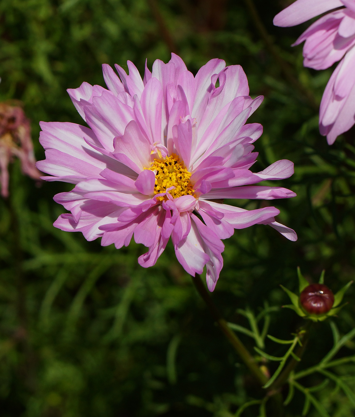 Image of Cosmos bipinnatus specimen.