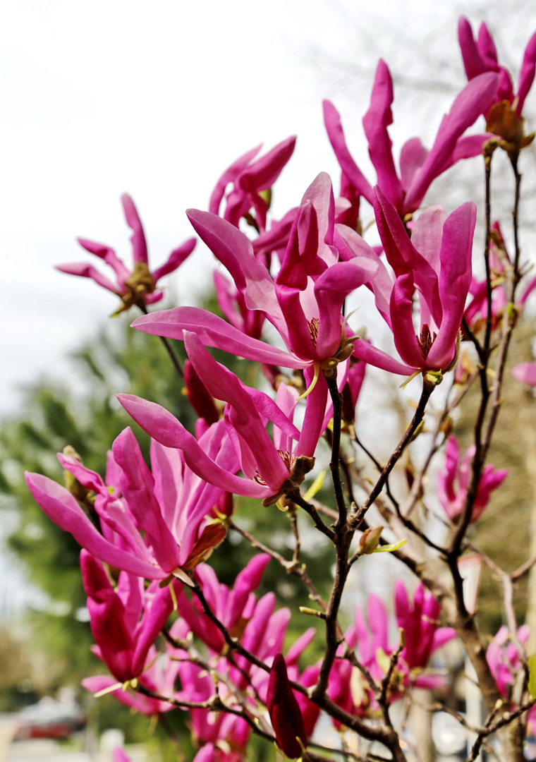 Image of genus Magnolia specimen.