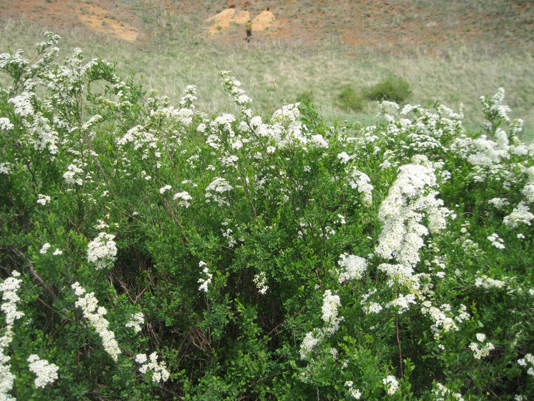 Изображение особи Spiraea hypericifolia.