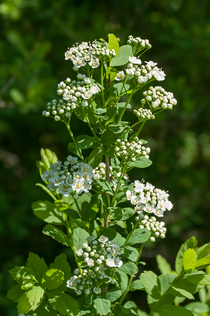 Изображение особи Spiraea media.