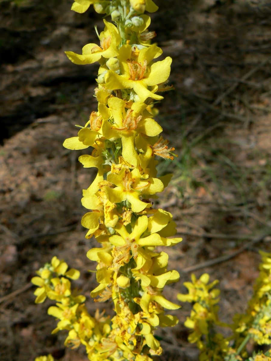 Image of Verbascum lychnitis specimen.