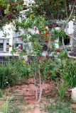 Punica granatum. Молодое растение с махровыми цветками. Израиль, г. Бат-Ям, в озеленении. 03.05.2018.