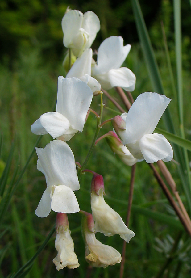 Image of Lathyrus pallescens specimen.