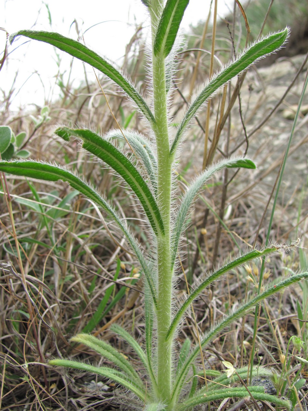 Image of Onosma microcarpa specimen.