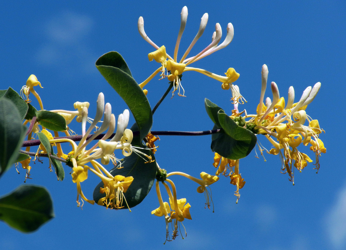 Image of Lonicera etrusca specimen.