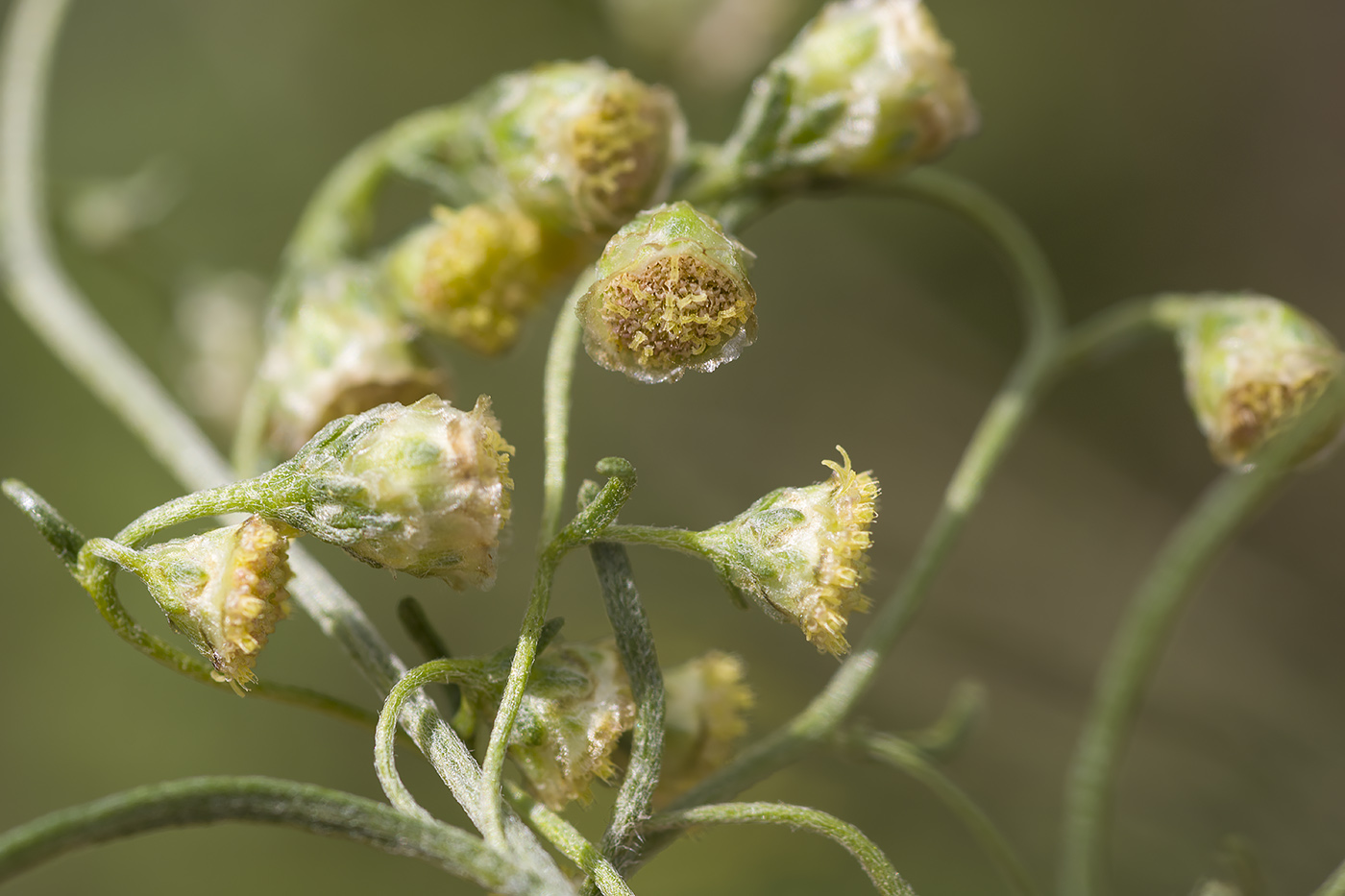 Изображение особи Artemisia sieversiana.