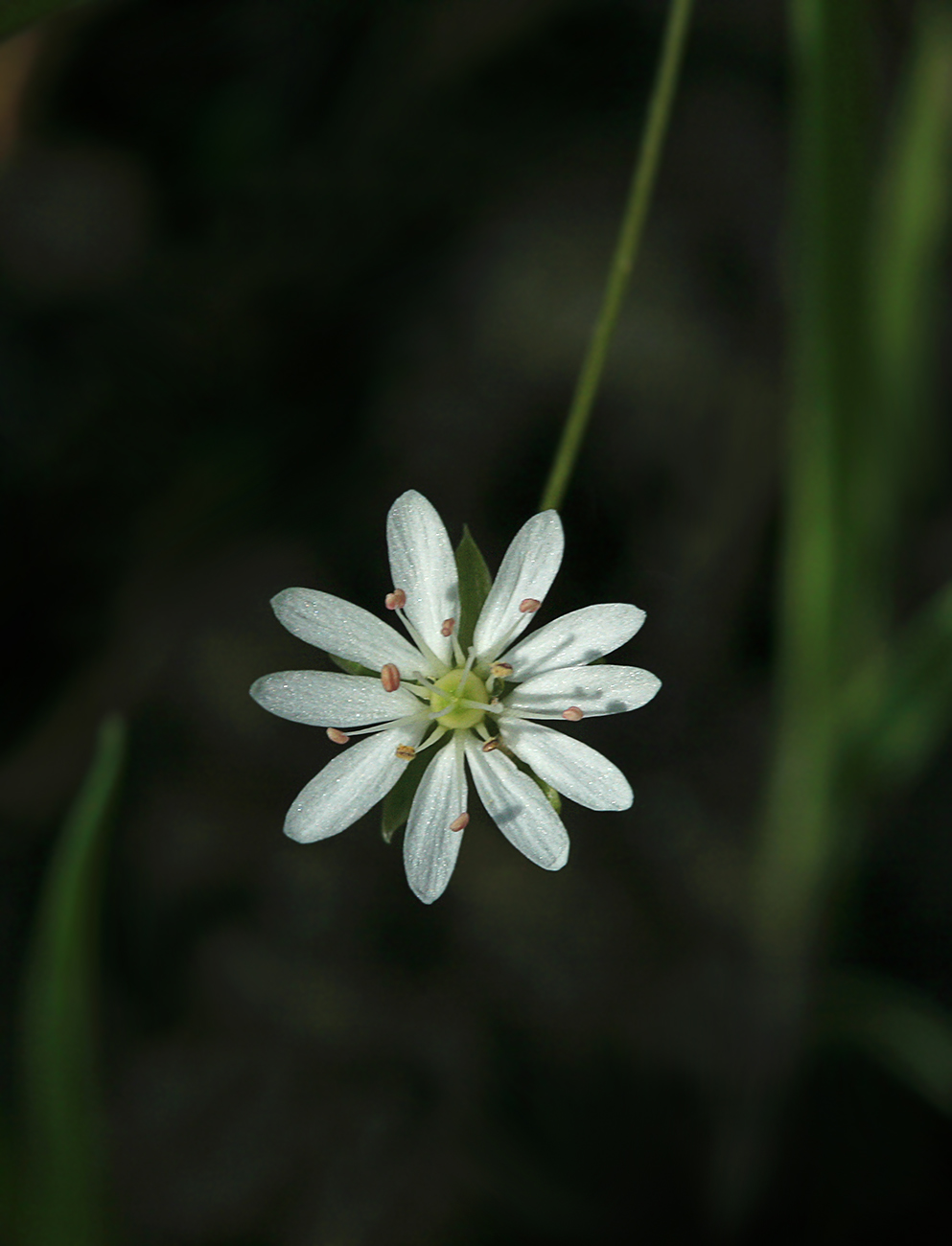 Image of Stellaria longifolia specimen.