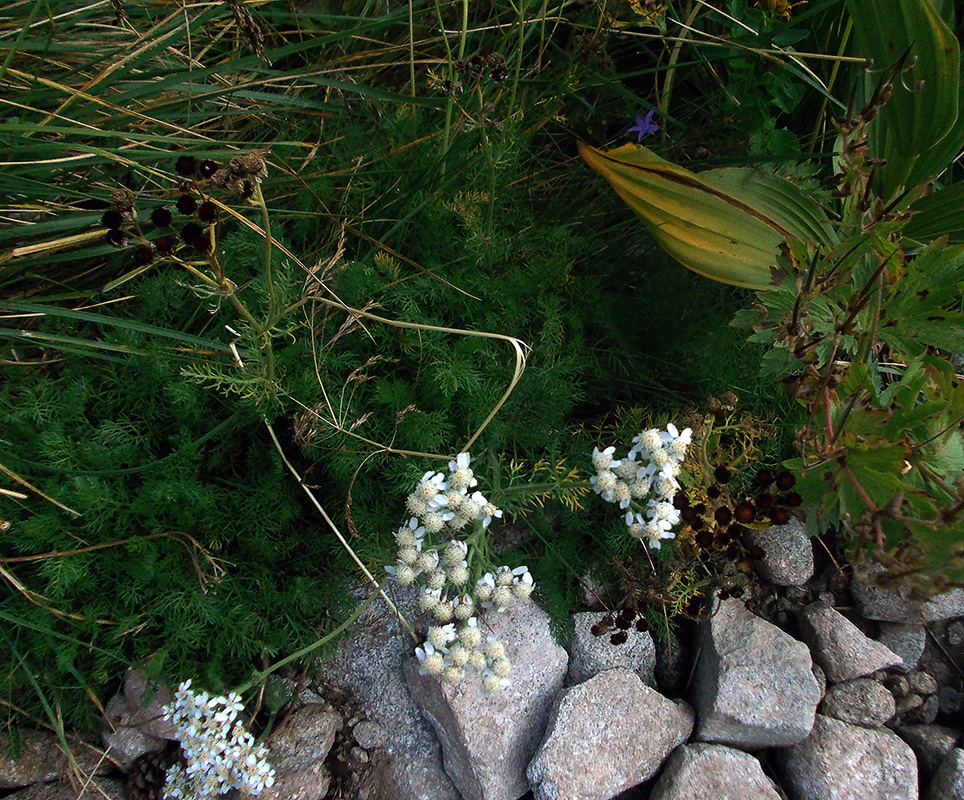 Image of Achillea multifida specimen.