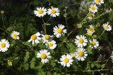 Pyrethrum parthenifolium