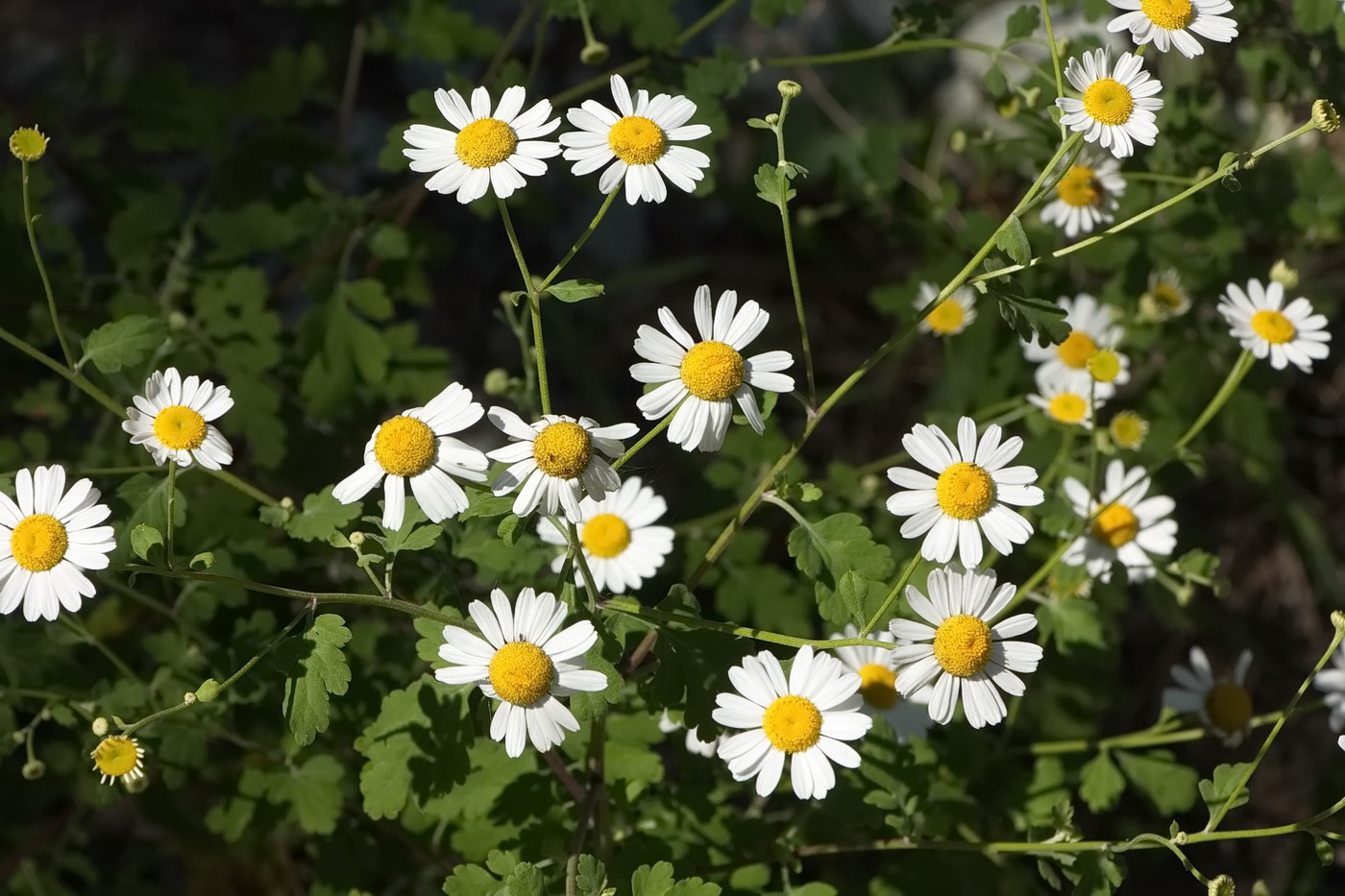 Image of Pyrethrum parthenifolium specimen.