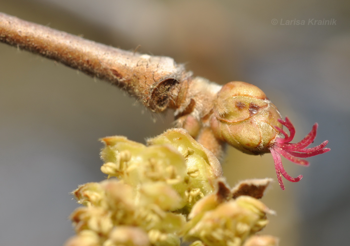 Image of Corylus avellana specimen.