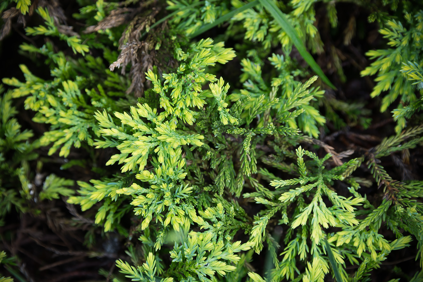 Изображение особи Juniperus horizontalis.