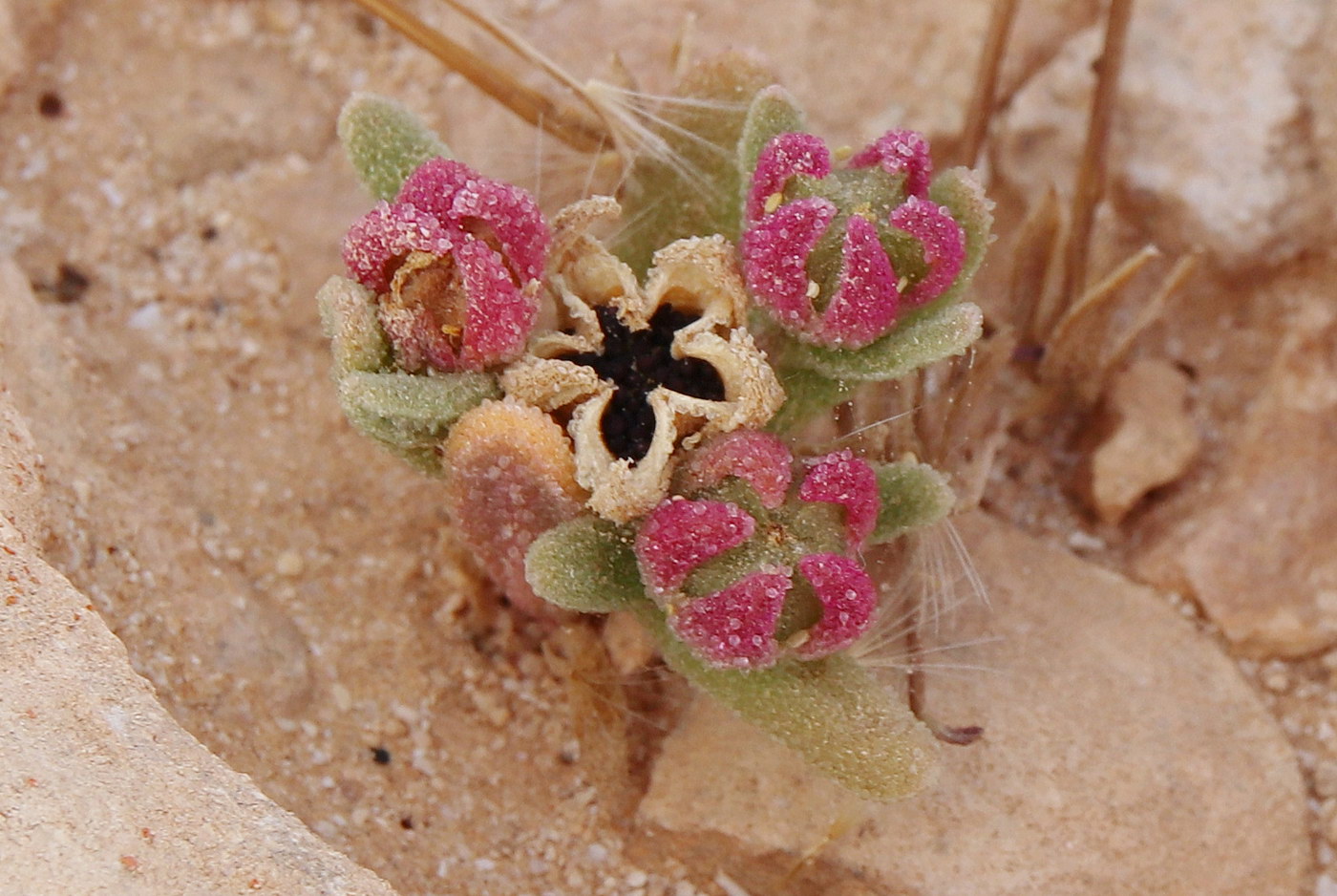 Image of Aizoon hispanicum specimen.