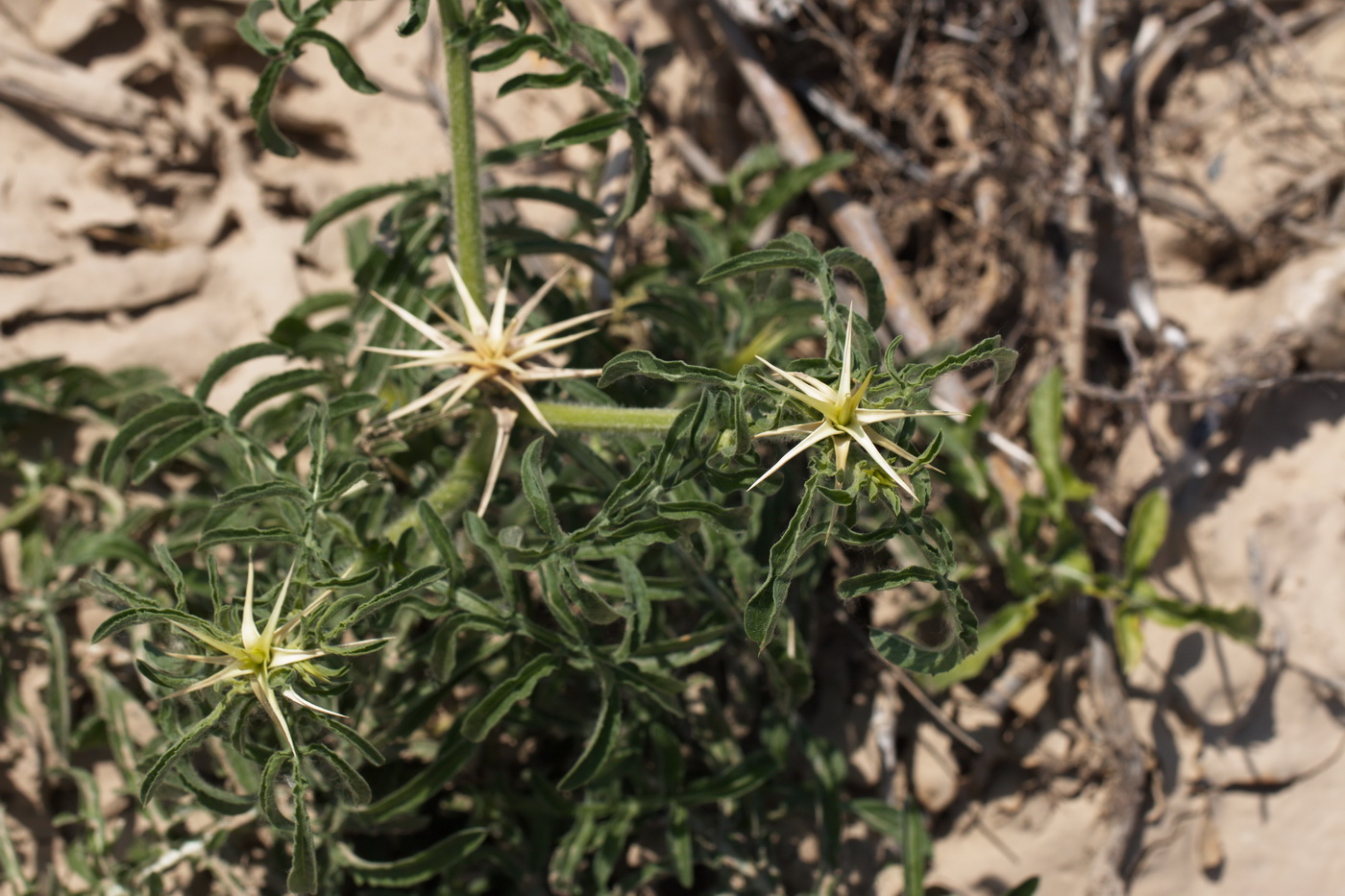 Image of Centaurea iberica specimen.