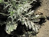 Scabiosa ochroleuca