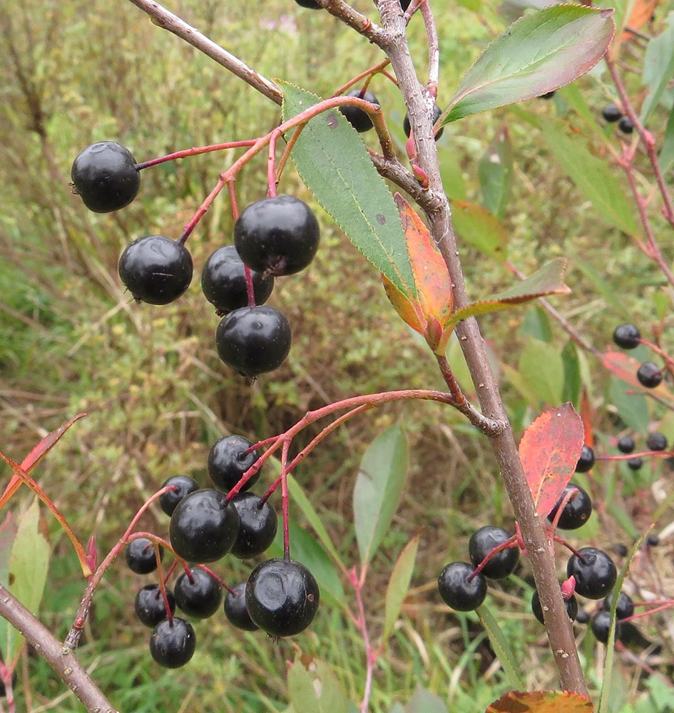 Image of Aronia melanocarpa specimen.