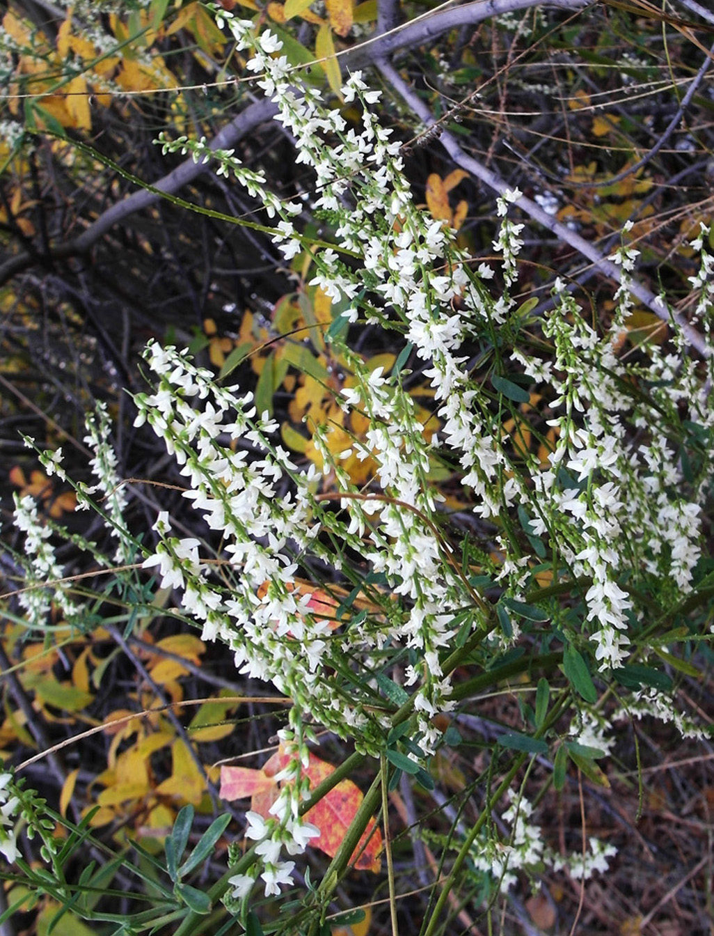 Image of Melilotus albus specimen.