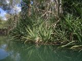 genus Pandanus