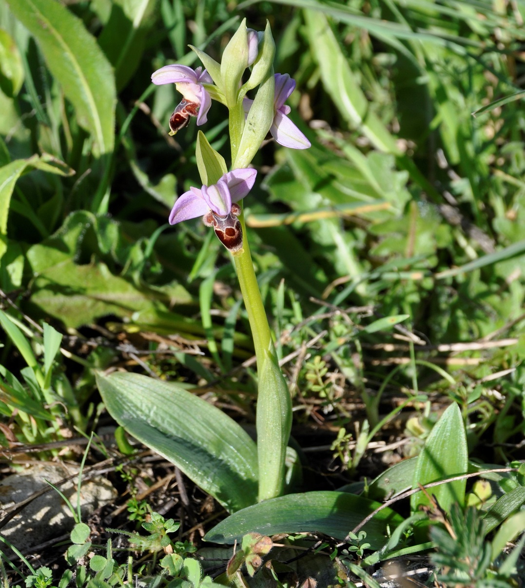 Image of Ophrys lapethica specimen.