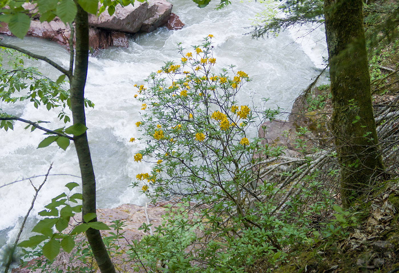 Image of Rhododendron luteum specimen.