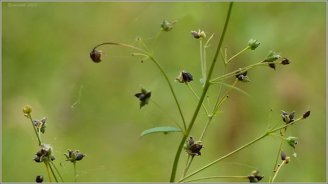 Изображение особи Thalictrum flavum.