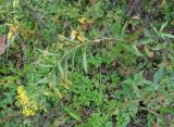 Senecio sarracenicus