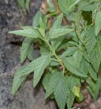 Lantana dinteri