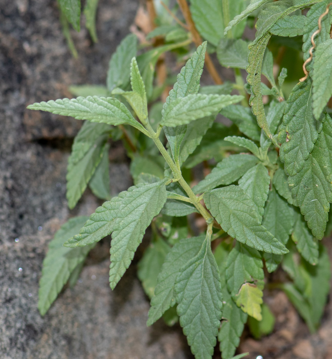 Image of Lantana dinteri specimen.