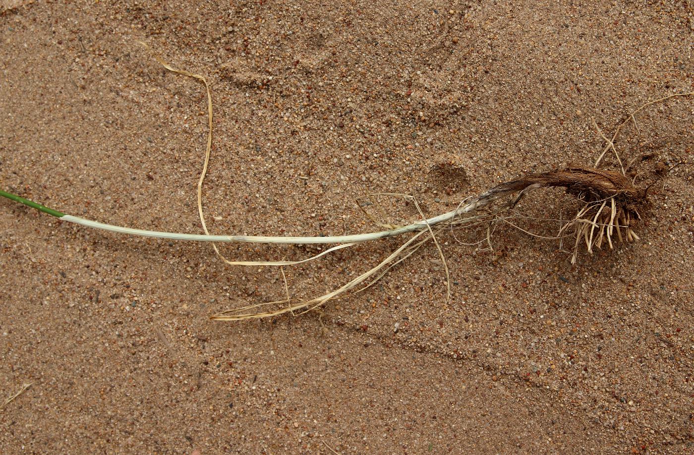 Image of Allium lineare specimen.