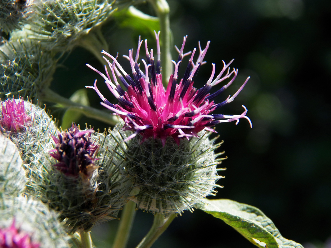 Изображение особи Arctium tomentosum.