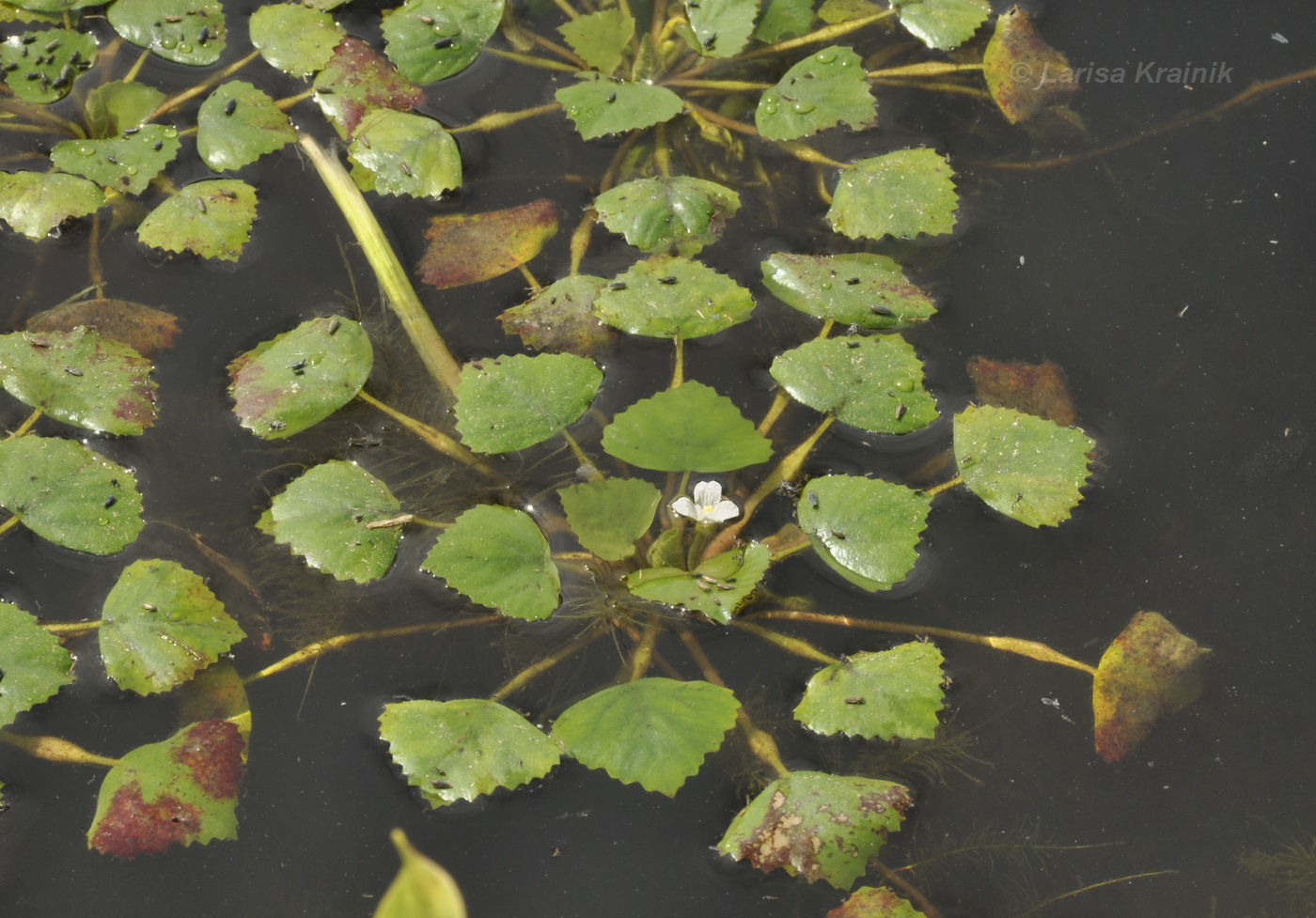 Image of Trapa pseudincisa specimen.