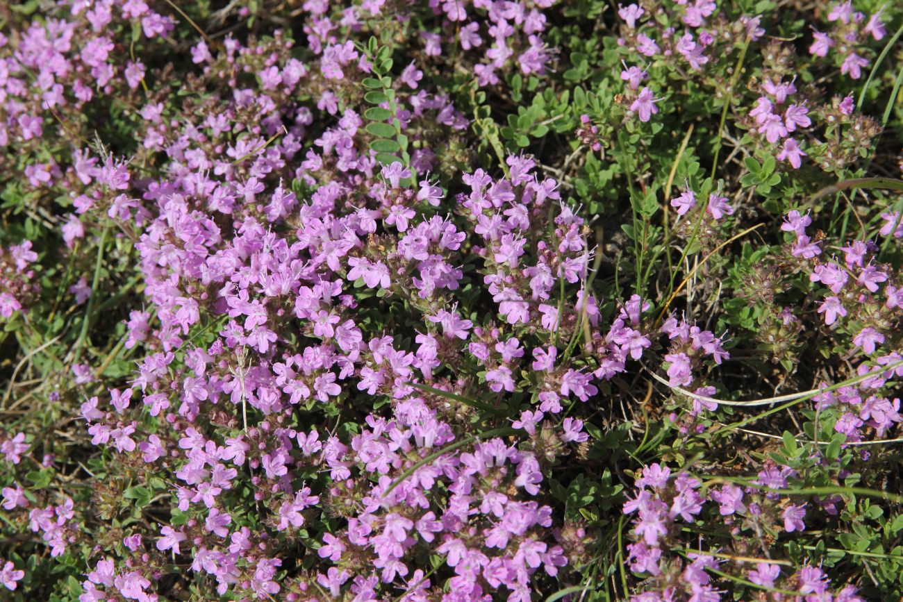 Image of genus Thymus specimen.