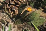 genus Opuntia. Цветущее и плодоносящее растение. Испания, Каталония, провинция Girona, Costa Brava, Blanes, ботанический сад \"Pinya de Rosa\". 27 октября 2008 г.