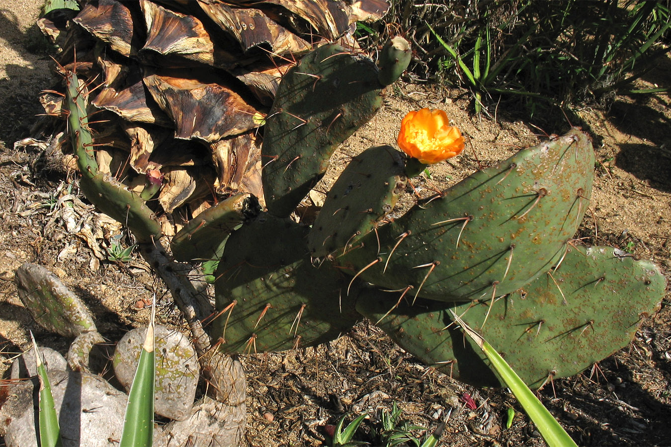 Image of genus Opuntia specimen.