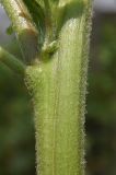 Amaranthus retroflexus. Часть стебля с основаниями боковых побегов. Республика Адыгея, г. Майкоп, сорное на огороде. 26.07.2020.