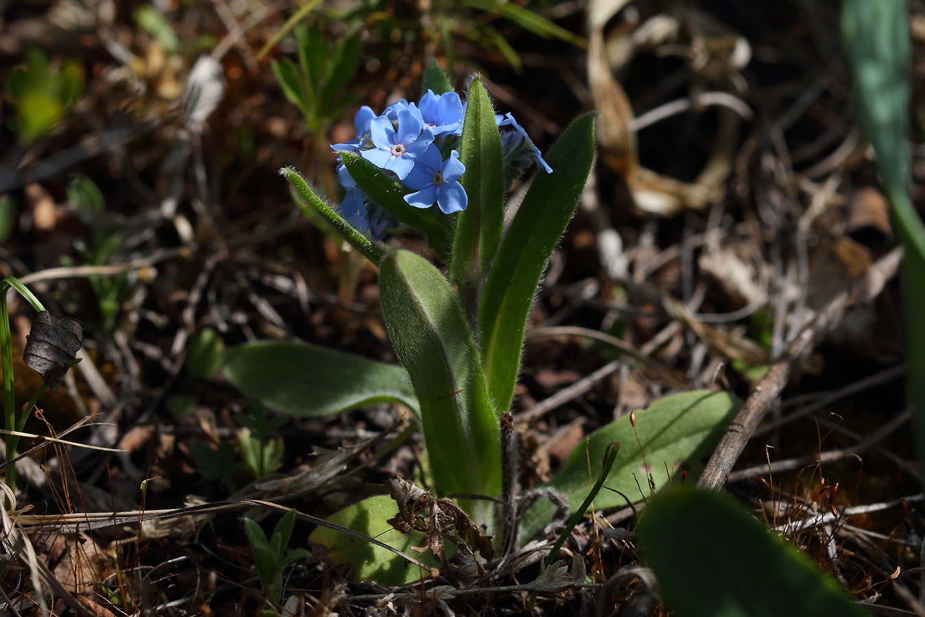 Изображение особи Myosotis imitata.