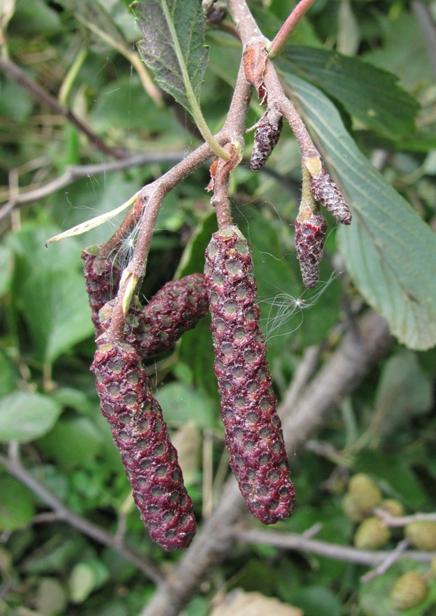 Image of Alnus incana specimen.